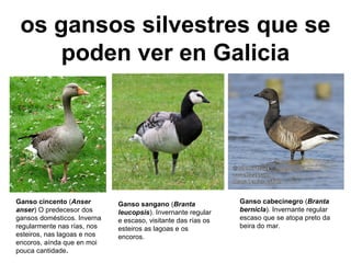 os gansos silvestres que se
poden ver en Galicia
Ganso cincento (Anser
anser) O predecesor dos
gansos domésticos. Inverna
regularmente nas rías, nos
esteiros, nas lagoas e nos
encoros, aínda que en moi
pouca cantidade.
Ganso cabecinegro (Branta
bernicla). Invernante regular
escaso que se atopa preto da
beira do mar.
Ganso sangano (Branta
leucopsis). Invernante regular
e escaso, visitante das rías os
esteiros as lagoas e os
encoros.
 