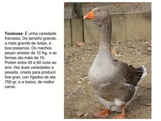 Toulouse: É unha variedade
francesa. De tamaño grande,
a máis grande de todas, e
boa presenza. Os machos
pesan arredor de 12 Kg. e as
femias ata máis de 10.
Poñen entre 45 e 60 ovos ao
ano. Hai duas variedades a
pesada, criada para producir
foie gras, con fígados de ata
750 gr, e a lixeira, de mellor
carne.
 