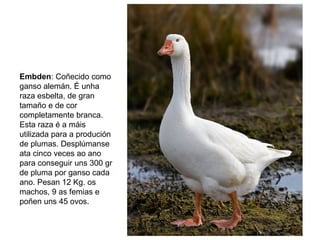 Embden: Coñecido como
ganso alemán. É unha
raza esbelta, de gran
tamaño e de cor
completamente branca.
Esta raza é a máis
utilizada para a produción
de plumas. Desplúmanse
ata cinco veces ao ano
para conseguir uns 300 gr
de pluma por ganso cada
ano. Pesan 12 Kg. os
machos, 9 as femias e
poñen uns 45 ovos.
 
