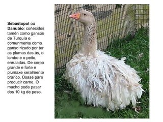 Sebastopol ou
Danubio: coñecidos
tamén como gansos
de Turquía e
comunmente como
ganso rizado por ter
as plumas das ás, o
lombo e o peito,
enruladas. De corpo
grande e forte e
plumaxe xeralmente
branco. Úsase para
producir carne. O
macho pode pasar
dos 10 kg de peso.
 