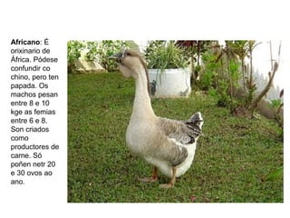 Africano: É
orixinario de
África. Pódese
confundir co
chino, pero ten
papada. Os
machos pesan
entre 8 e 10
kge as femias
entre 6 e 8.
Son criados
como
productores de
carne. Só
poñen netr 20
e 30 ovos ao
ano.
 