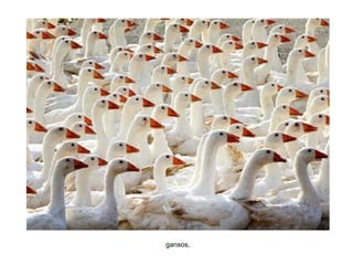 gansos,
 