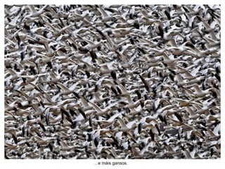 …e máis gansos.
 