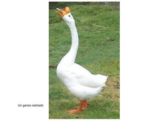 Un ganso estirado
 