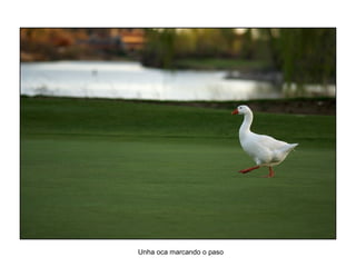 Unha oca marcando o paso
 