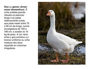 Oca ou ganso (Anser
anser domesticus). É
unha anátida grande,
robusta co pescozo
longo e as patas
relativamente curtas,
que pode medir entre 70
e 90 cm de longo, cunha
envergadura de 150 a
180 cm, e acadar os 10
kg de peso. A cor varía
entre o gris primitivo e o
branco uniforme ou unha
mestura dos dous
repartido en manchas
irregulares.
 