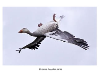 Un ganso facendo o ganso
 