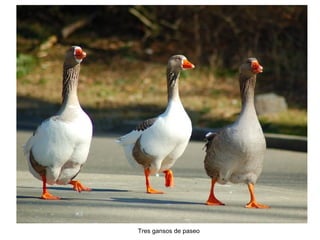 Tres gansos de paseo
 