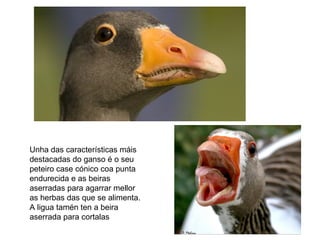 Unha das características máis
destacadas do ganso é o seu
peteiro case cónico coa punta
endurecida e as beiras
aserradas para agarrar mellor
as herbas das que se alimenta.
A ligua tamén ten a beira
aserrada para cortalas
 