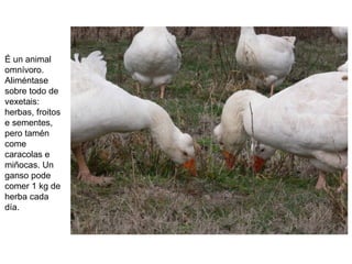 É un animal
omnívoro.
Aliméntase
sobre todo de
vexetais:
herbas, froitos
e sementes,
pero tamén
come
caracolas e
miñocas. Un
ganso pode
comer 1 kg de
herba cada
día.
 