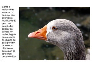 Como a
maioría das
aves ven e
oen moi ben,
ademais a
movilidade do
pescozo
permítelles
colocar oa
cabeza no
mellor ángulo
para enfocar
as imaxes ou
para percibir
os sons; o
olfacto e o
gusto non os
teñen tan
desenvolvidos
.
 