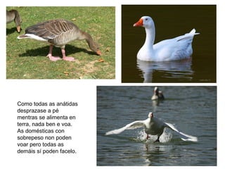 Como todas as anátidas
desprazase a pé
mentras se alimenta en
terra, nada ben e voa.
As domésticas con
sobrepeso non poden
voar pero todas as
demáis sí poden facelo.
 