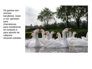 Os gansos son
animais
barulleiros. Usan
a voz, gansean,
para
chamárense,
para mantérense
en contacto e
para advertir de
calquera
situación extraña.
 