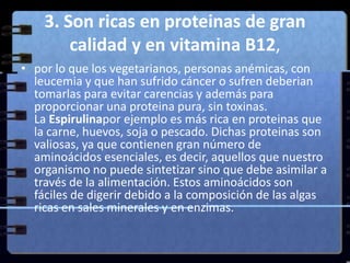 3. Son ricas en proteinas de gran calidad y en vitamina B12,por lo que los vegetarianos, personas anémicas, con leucemia y que han sufrido cáncer o sufren deberian tomarlas para evitar carencias y además para proporcionar una proteina pura, sin toxinas. La Espirulinapor ejemplo es más rica en proteinas que la carne, huevos, soja o pescado. Dichas proteinas son valiosas, ya que contienen gran número de aminoácidos esenciales, es decir, aquellos que nuestro organismo no puede sintetizar sino que debe asimilar a través de la alimentación. Estos aminoácidos son fáciles de digerir debido a la composición de las algas ricas en sales minerales y en enzimas. 