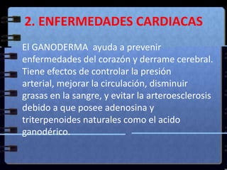 2. ENFERMEDADES CARDIACASEl GANODERMA  ayuda a prevenir enfermedades del corazón y derrame cerebral. Tiene efectos de controlar la presión arterial, mejorar la circulación, disminuir grasas en la sangre, y evitar la arteroesclerosis debido a que posee adenosina y triterpenoides naturales como el acido ganodérico.