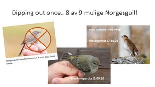 Dipping out once.. 8 av 9 mulige Norgesgull!
Viriskogtrost 17.10.21
Foto: Coolbird - Tore Vang
Brunkinnparula 23.09.20
 