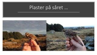 Plaster på såret …
20 oktober 2016 22 oktober 2016
 