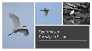 Egretthegre
Tuevågen 9. juni
 