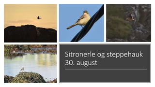 Sitronerle og steppehauk
30. august
 