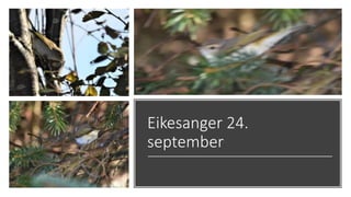 Eikesanger 24.
september
 