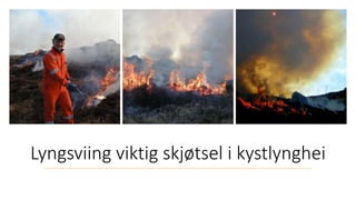 Lyngsviing viktig skjøtsel i kystlynghei
 