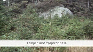 Kampen mot frøspredd sitka
 