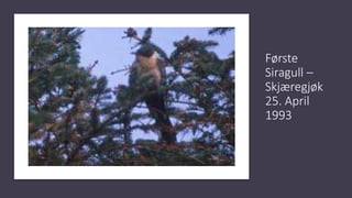 Første
Siragull –
Skjæregjøk
25. April
1993
 