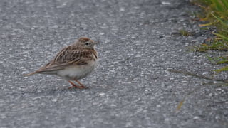 30 år i paradis - skåding på Utsira