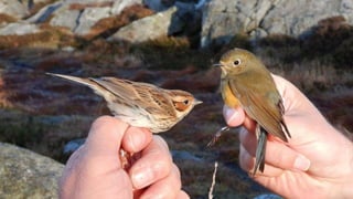 30 år i paradis - skåding på Utsira