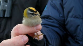 30 år i paradis - skåding på Utsira