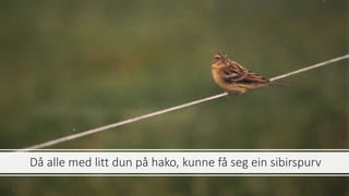Då alle med litt dun på hako, kunne få seg ein sibirspurv
 