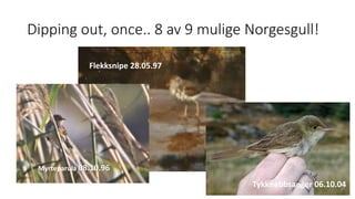 Dipping out, once.. 8 av 9 mulige Norgesgull!
Tykknebbsanger 06.10.04
Myrteparula 08.10.96
Flekksnipe 28.05.97
 
