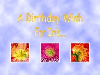 A Birthday Wish For Iris... 