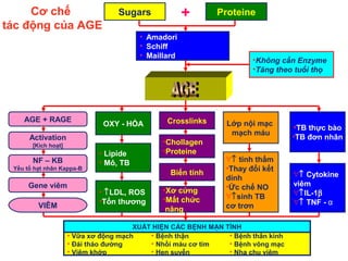 Sugars Proteine LOGO 
• Amadori 
• Schiff 
• Maillard 
AGE + RAGE 
Activation 
[Kích hoạt] 
NF – KB 
Yếu tố hạt nhân Kappa-B 
Gene viêm 
OXY - HÓA 
• Lipide 
• Mô, TB 
Crosslinks 
•Chollagen 
•Proteine 
Biến tính 
•Không cần Enzyme 
•Tăng theo tuổi thọ 
Lớp nội mạc 
mạch máu 
•TB thực bào 
•TB đơn nhân 
+ 
XUẤT HIỆN CÁC BỆNH MẠN TÍNH 
• Vữa xơ động mạch 
• Đái tháo đường 
• Viêm khớp 
• Bệnh thận 
• Nhồi máu cơ tim 
• Hen suyễn 
• Bệnh thần kinh 
• Bệnh võng mạc 
• Nha chu viêm 
VIÊM 
• ­LDL, ROS 
•Tổn thương 
•Xơ cứng 
•Mất chức 
năng 
"­ tính thấm 
•Thay đổi kết 
dính 
•Ức chế NO 
"­sinh TB 
cơ trơn 
"­ Cytokine 
viêm 
"­IL-1b 
"­ TNF - α 
Cơ chế 
tác động của AGE 
 