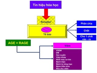 Tín hiệu hóa học LOGO 
Receptor 
Tế bào 
Phân chia 
Chết 
Cho 1 chất 
vào - ra 
AGE + RAGE 
Viêm 
• VXĐM 
• DM 
• Hen suyễn 
• Viêm khớp 
• Nhồi máu cơ tim 
• Bệnh thận 
• Bệnh lý võng mạc 
• Bệnh thần kinh 
• Nha chu viêm 
 