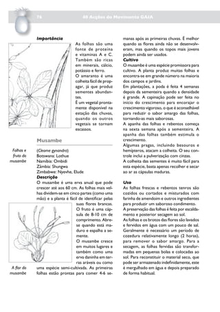 76                        40 Acções do Movimento GAIA



             Importância                                     manas após as primeiras chuvas. É melhor
                                   As folhas são uma         quando as flores ainda não se desenvolv-
                                   fonte de proteína         eram, mas quando os topos mais jovens
                                   e vitaminas A e C.        podem ainda ser usados.
                                   Também são ricas          Cultivo
                                   em minerais, cálcio,      O musambe é uma espécie promissora para
                                   potássio e ferro.         cultivo. A planta produz muitas folhas e
                                   O amaranto é uma          encontra-se em grande número na maioria
                                   colheita fácil de prop-   dos campos e jardins.
                                   agar, já que produz       Em plantações, a poda é feita 4 semanas
                                   sementes abundan-         depois da sementeira quando a densidade
                                   tes.                      é grande. A capinação pode ser feita no
                                   É um vegetal pronta-      início do crescimento para encorajar o
                                   mente disponível na       crescimento vigoroso, o que é aconselhável
                                   estação das chuvas,       para reduzir o sabor amargo das folhas,
                                   quando os outros          tornando-as mais saborosas.
                                   vegetais se tornam        A apanha das folhas e rebentos começa
                                   escassos.                 na sexta semana após a sementeira. A
                                                             apanha das folhas também estimula o
             Musambe                                         crescimento.
                                                             Algumas pragas, incluindo besouros e
 Folhas e    (Cleome gynandra)                               hemípteros, atacam a colheita. O seu con-
 fruto do    Botswana: Lothue                                trole inclui a pulverização com cinzas.
musambe      Namíbia: Ombidi                                 A colheita das sementes é muito fácil para
             Zâmbia: Shungwa                                 esta espécie, basta apenas recolher e secar
             Zimbabwe: Nyevhe, Elude                         ao ar as cápsulas maduras.
             Descrição
             O musambe é uma erva anual que pode             Uso
             crescer até aos 60 cm. As folhas mais vel-      As folhas frescas e rebentos tenros são
             has dividem-se em cinco partes (como uma        cozidos ou cortados e misturados com
             mão) e a planta é fácil de identificar pelas    farinha de amendoim e outros ingredientes
                                   suas flores brancas.      para produzir um saboroso condimento.
                                   O fruto é uma cáp-        A preservação das folhas é feita por escalda-
                                   sula de 8-10 cm de        mento e posterior secagem ao sol.
                                   comprimento. Abre-        As folhas e os brotos das flores são lavados
                                   se quando está ma-        e fervidos em água com um pouco de sal.
                                   duro e espalha a se-      Geralmente é necessário um período de
                                   mente.                    cozedura relativamente longo (2 horas),
                                   O musambe cresce          para remover o sabor amargo. Para a
                                   em muitos lugares e       secagem, as folhas fervidas são transfor-
                                   também como uma           madas em pequenas bolas e colocadas ao
                                   erva daninha em ter-      sol. Para reconstituir o material seco, que
                                   ras aráveis ou como       pode ser armazenado indefinidamente, este
 A flor do   uma espécie semi-cultivada. As primeiras        é mergulhado em água e depois preparado
musambe      folhas estão prontas para comer 4-6 se-         de forma habitual.
 