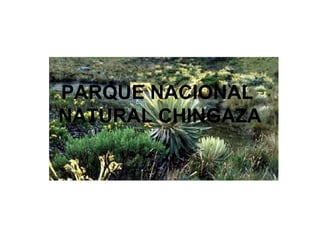 PARQUE NACIONAL
NATURAL CHINGAZA
 