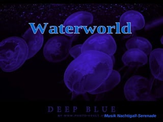 Waterworld Musik Nachtigall-Serenade 