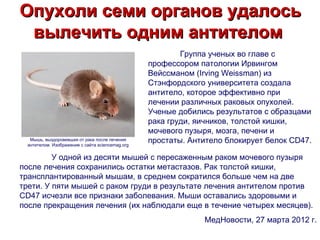 Опухоли семи органов удалось
 вылечить одним антителом
                                                         Группа ученых во главе с
                                                 профессором патологии Ирвингом
                                                 Вейссманом (Irving Weissman) из
                                                 Стэнфордского университета создала
                                                 антитело, которое эффективно при
                                                 лечении различных раковых опухолей.
                                                 Ученые добились результатов с образцами
                                                 рака груди, яичников, толстой кишки,
                                                 мочевого пузыря, мозга, печени и
  Мышь, выздоровевшая от рака после лечения
 антителом. Изображение с сайта sciencemag.org
                                                 простаты. Антитело блокирует белок CD47.

         У одной из десяти мышей с пересаженным раком мочевого пузыря
после лечения сохранились остатки метастазов. Рак толстой кишки,
трансплантированный мышам, в среднем сократился больше чем на две
трети. У пяти мышей с раком груди в результате лечения антителом против
CD47 исчезли все признаки заболевания. Мыши оставались здоровыми и
после прекращения лечения (их наблюдали еще в течение четырех месяцев).
                                                              МедНовости, 27 марта 2012 г.
 