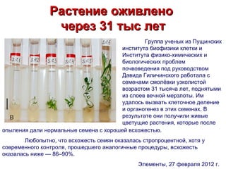 Растение оживлено
                 через 31 тыс лет
                                               Группа ученых из Пущинских
                                       института биофизики клетки и
                                       Института физико-химических и
                                       биологических проблем
                                       почвоведения под руководством
                                       Давида Гиличинского работала с
                                       семенами смолёвки узколистой
                                       возрастом 31 тысяча лет, поднятыми
                                       из слоев вечной мерзлоты. Им
                                       удалось вызвать клеточное деление
                                       и органогенез в этих семенах. В
                                       результате они получили живые
                                       цветущие растения, которые после
опыления дали нормальные семена с хорошей всхожестью.
        Любопытно, что всхожесть семян оказалась стропроцентной, хотя у
современного контроля, прошедшего аналогичные процедуры, всхожесть
оказалась ниже — 86–90%.
                                               Элементы, 27 февраля 2012 г.
 