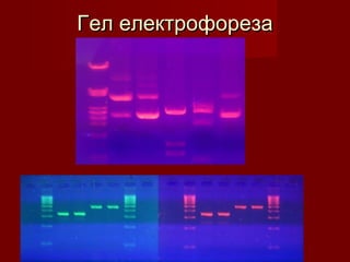 Гел електрофореза
 
