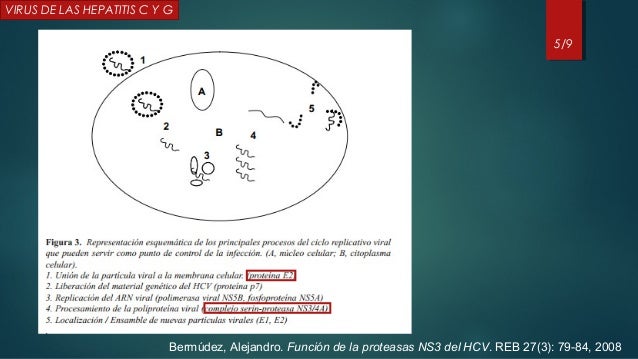VIRUS DE LA HEPATITIS C Y G VIRUS DE LA HEPATITIS C Y G