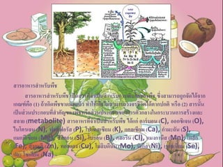 สารอาหารสาหรับพืช
สารอาหารสาหรับพืช เป็นสารที่จาเป็นสาหรับการเติบโตของพืช ซึ่งสามารถถูกจัดได้จาก
เกณฑ์คือ (1) ถ้าเกิดพืชขาดมันแล้ว ทาให้พืชไม่สามารถวงจรชีวิตได้ตากปกติ หรือ (2) สารนั้น
เป็นส่วนประกอบที่สาคัญของพืชหรือส่วนประกอบของสารตัวกลางในกระบวนการสร้างและ
สลาย (metabolite) สารอาหรที่จาเป็นสาหรับพืช ได้แก่ คาร์บอน (C), ออกซิเจน (O),
ไนโตรเจน (N), ฟอสฟอรัส (P), โปแตสเซียม (K), แคลเซียม (Ca), กามะถัน (S),
แมกนีเซียม (Mg), ซิลิคอน (Si), โบรอน (B), คลอรีน (Cl), แมงกานีส (Mn), เหล็ก
(Fe), สังกะสี (Zn), ทองแดง (Cu), โมลิบดีนัม (Mo), นิเกิล (Ni), เซเลเนียม (Se),
และ โซเดียม (Na)
 
