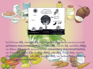 โดย ไนโตรเจน (N), ฟอสฟอรัส (P), และ โปแตสเซียม (K) ถูกจัดเป็น มหาสารอาหารหลัก
(primary macronutrients); แคลเซียม (Ca), กามะถัน (S), แมกนีเซียม (Mg),
และ ซิลิคอน (Si) ถูกจัดเป็น มหาสารอาหารรอง (secondary macronutrients);
และ โบรอน (B), คลอรีน (Cl), แมงกานีส (Mn), เหล็ก (Fe), สังกะสี (Zn), ทองแดง
(Cu), โมลิบดีนัม (Mo), นิเกิล (Ni), เซเลเนียม (Se), และ โซเดียม (Na) ถูกจัดเป็น จุล
สารอาหาร (micronutrients)
 