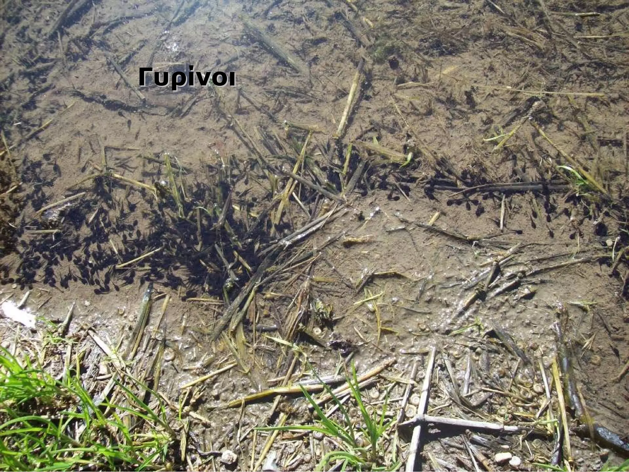 ΓΓυυρρίίννοοιι 
 