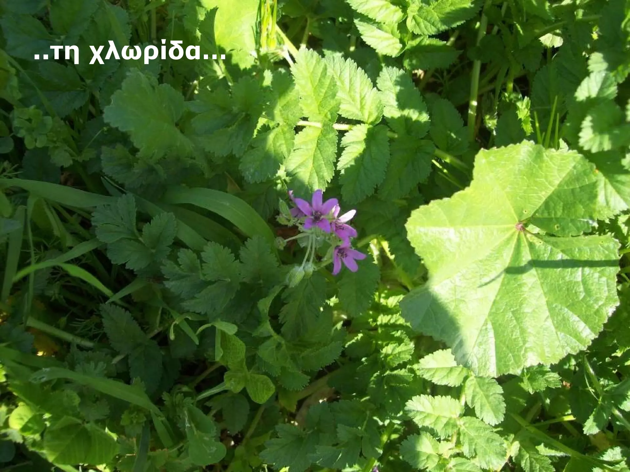 ..τη χλωρίδα… 
 