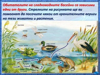 Най-многобройни са невидимите за човешкото око
организми, които живеят във водата. Те се наричат
. е съставен от
дребни во...