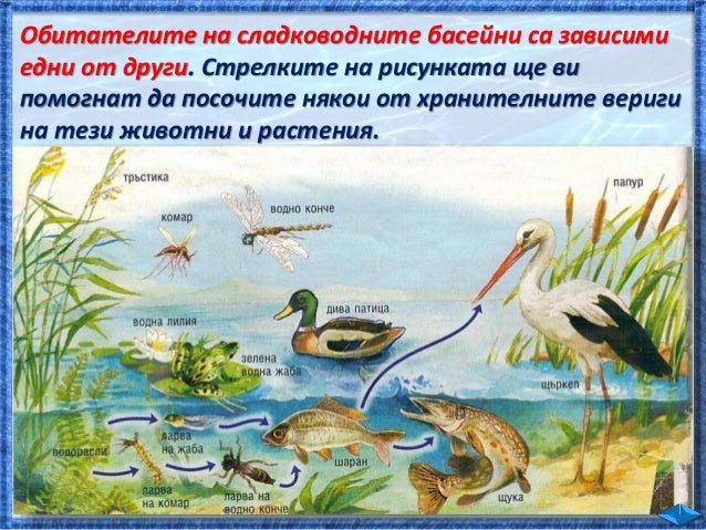 31. Животът във водата - ЧП, 4 клас, Булвест