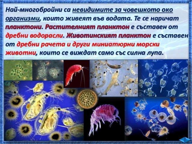 31. Животът във водата - ЧП, 4 клас, Булвест