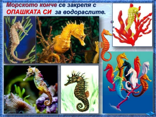 31. Животът във водата - ЧП, 4 клас, Булвест